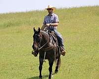 ranch-work-quarter-horse