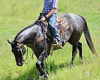 roping-quarter-horse