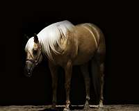 athletic-paint-horse
