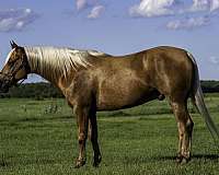 performance-paint-horse