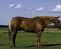 ranch-paint-horse