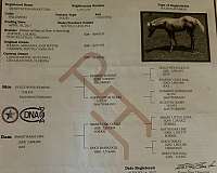 ranch-versatility-paint-horse