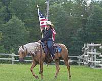 ranch-work-paint-horse