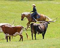 reining-paint-horse
