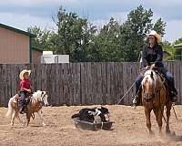 roping-paint-horse
