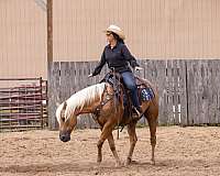 show-paint-horse