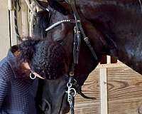 athletic-friesian-horse