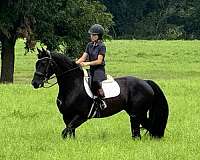 cross-friesian-horse