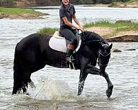 husband-safe-friesian-horse