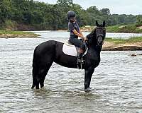jumping-friesian-horse