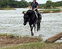 parade-friesian-horse