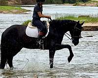 ranch-work-friesian-horse