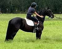 ridden-english-friesian-horse