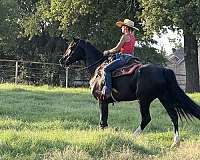 ridden-western-friesian-horse