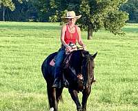 trail-friesian-horse