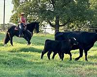 show-friesian-horse