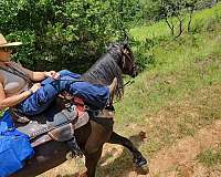 trail-riding-friesian-horse