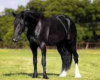 working-cattle-friesian-horse