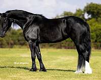 black-friesian-mare