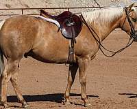 athletic-quarter-horse