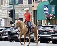 flashy-quarter-horse