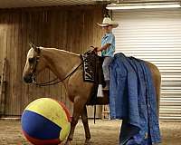 kid-safe-quarter-horse