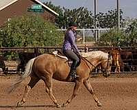 performance-quarter-horse