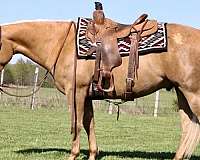 ranch-versatility-quarter-horse