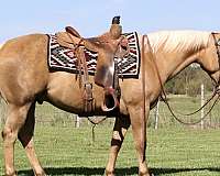 ranch-work-quarter-horse