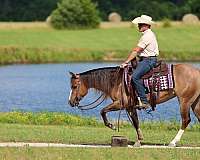 breeding-quarter-horse