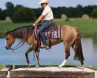 athletic-quarter-horse