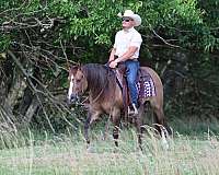 flashy-quarter-horse
