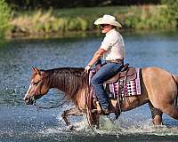 husband-safe-quarter-horse