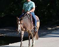 performance-quarter-horse