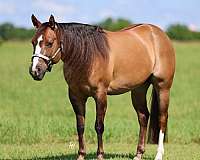 ranch-quarter-horse