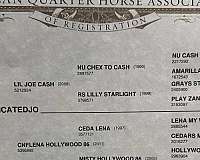 ranch-versatility-quarter-horse