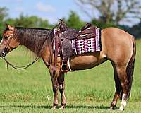 ranch-work-quarter-horse