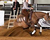 reining-quarter-horse