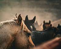 athletic-quarter-horse
