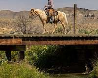 husband-safe-quarter-horse