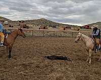 flashy-quarter-horse
