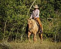 pack-quarter-horse