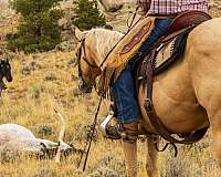 ranch-quarter-horse