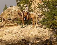 performance-quarter-horse