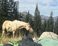 ranch-versatility-quarter-horse