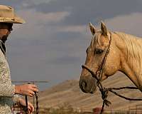 ranch-work-quarter-horse