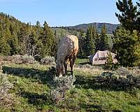 roping-quarter-horse