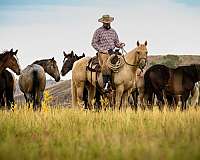 show-quarter-horse