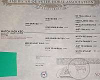 trail-quarter-horse