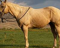 trail-riding-quarter-horse